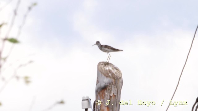 Common Greenshank - ML201570731