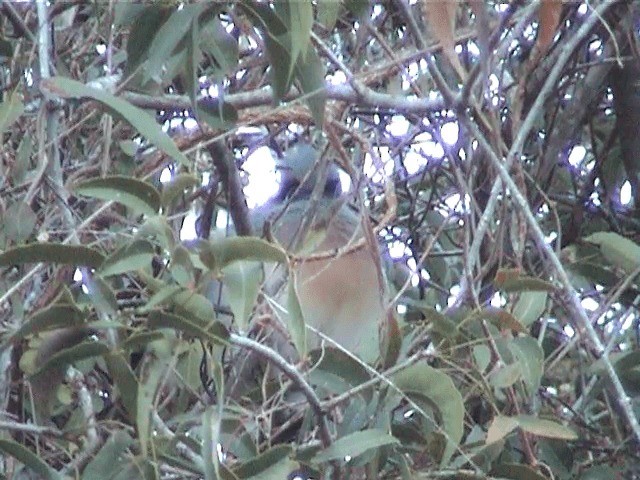 Crested Coua (Chestnut-vented) - ML201570911