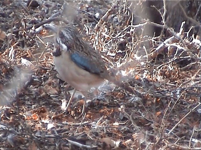 Long-tailed Ground-Roller - ML201570921