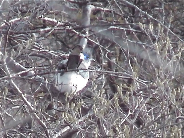 Verreaux's Coua - ML201570951