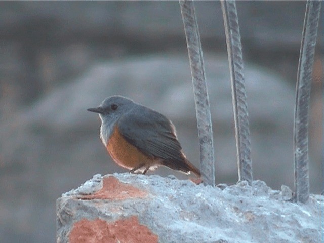 モリカワリツグミ（bensoni） - ML201571021