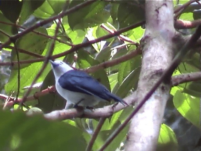 White-headed Vanga (viridis) - ML201571111