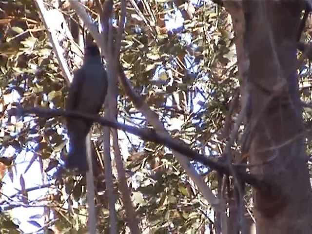 Malagasy Bulbul - ML201571161