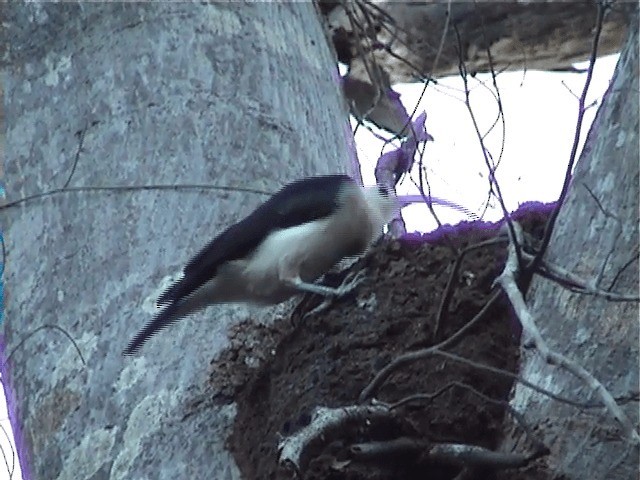 Sickle-billed Vanga - ML201571171