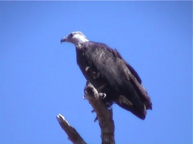Мадагаскарский орлан - ML201571261