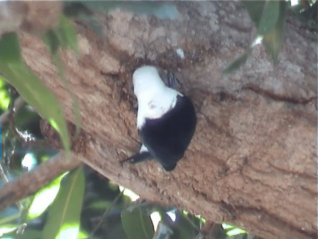 White-headed Vanga (annae) - ML201571271