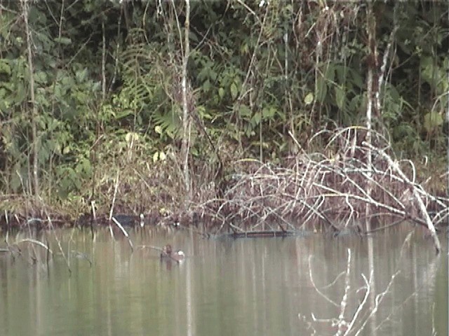 Madagascar Grebe - ML201571321