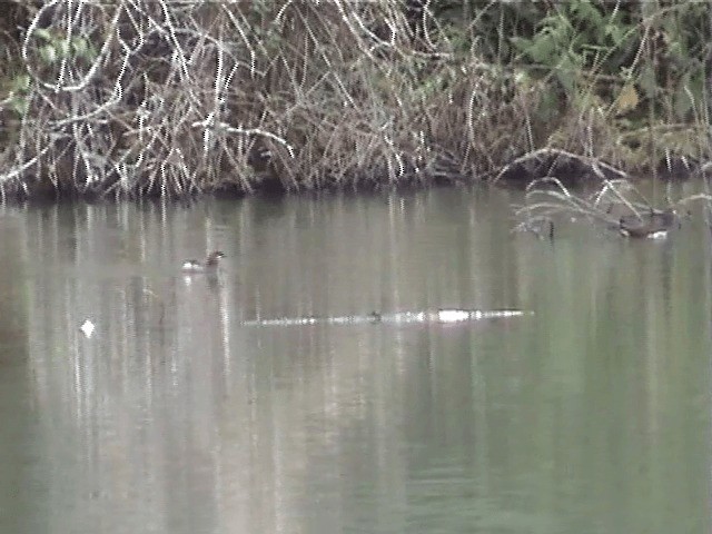 Madagascar Grebe - ML201571331