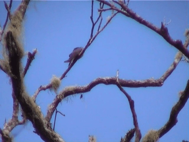 Madagascar Cuckoo - ML201571381