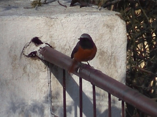 Hodgson's Redstart - ML201571431