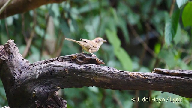 Puff-throated Babbler - ML201571521