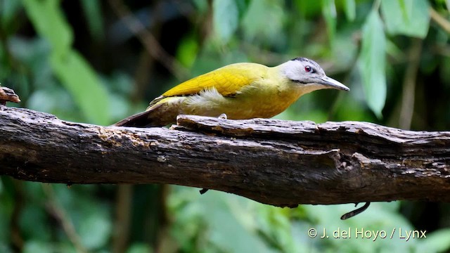 Gray-headed Woodpecker (Black-naped) - ML201571531