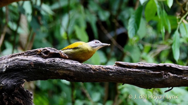 Gray-headed Woodpecker (Black-naped) - ML201571551