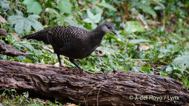 Espolonero Chinquis - ML201571571