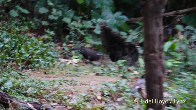 Gray Peacock-Pheasant - ML201571591