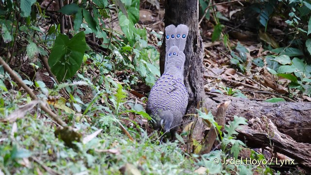 Gray Peacock-Pheasant - ML201571611