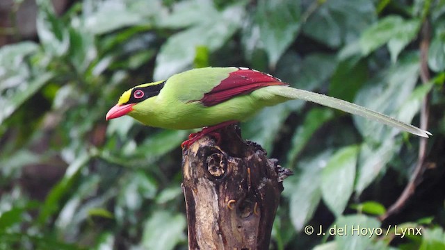 Common Green-Magpie (Common) - ML201571721