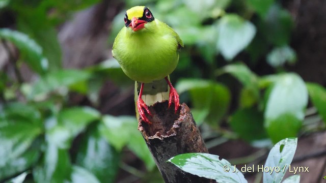 Common Green-Magpie (Common) - ML201571731