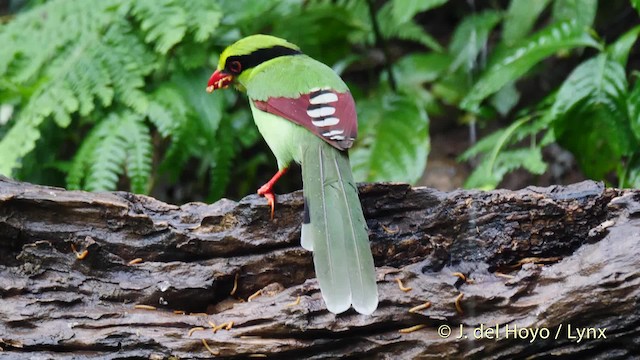 Urraca Verde (grupo chinensis) - ML201571741