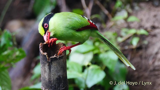 Urraca Verde (grupo chinensis) - ML201571751