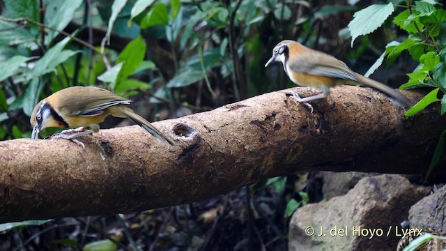Lesser Necklaced Laughingthrush - ML201571851