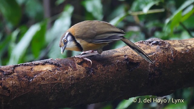 Lesser Necklaced Laughingthrush - ML201571861