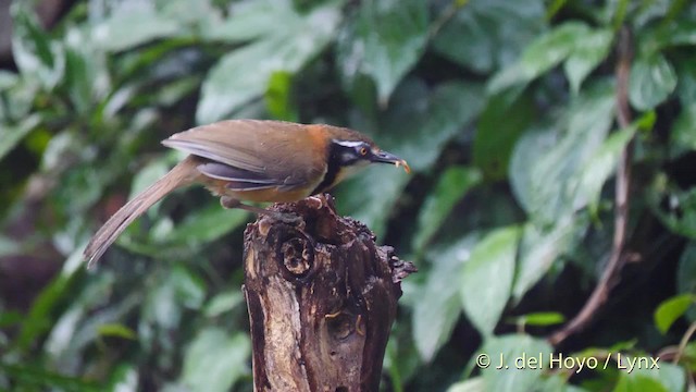 Lesser Necklaced Laughingthrush - ML201571871