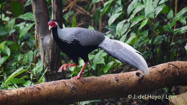 Silver Pheasant - ML201571981