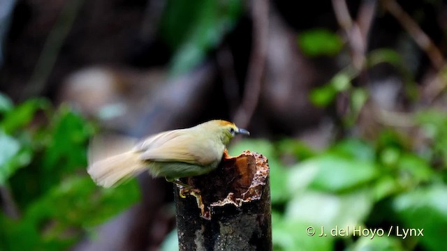 Pin-striped Tit-Babbler (Pin-striped) - ML201572021