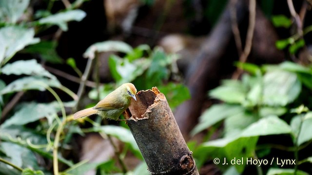 Timalí Goliestriado (grupo gularis) - ML201572031