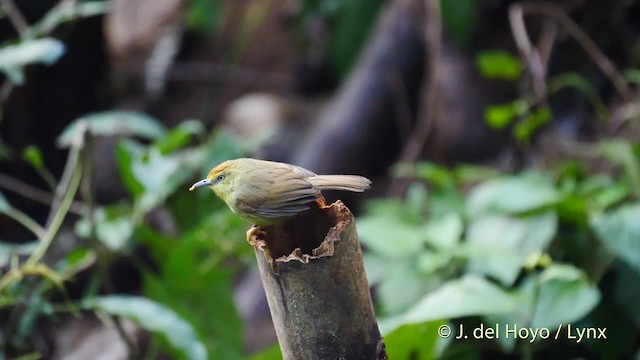 Pin-striped Tit-Babbler (Pin-striped) - ML201572041