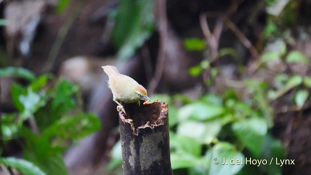 Pin-striped Tit-Babbler (Pin-striped) - ML201572051