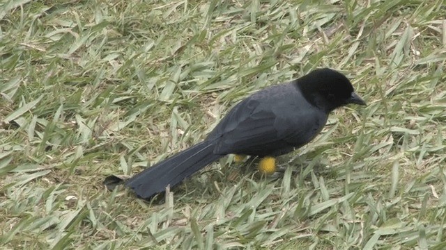 Yellow-thighed Brushfinch - ML201572171