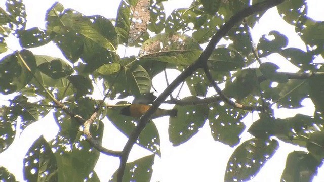 Yellow-crowned Euphonia - ML201572361