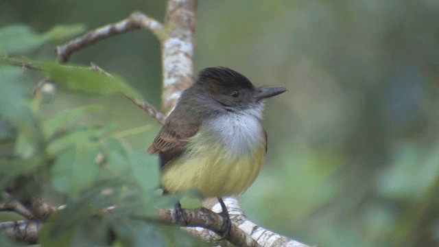 Dusky-capped Flycatcher - ML201572371