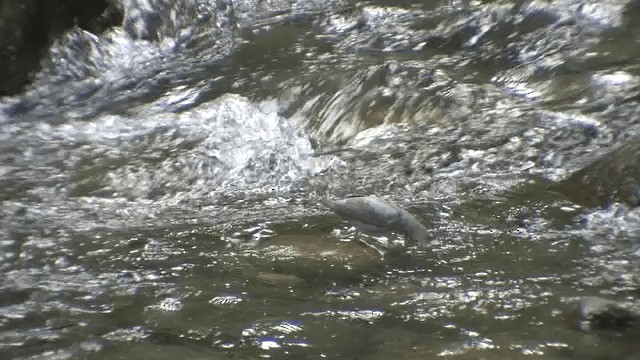 American Dipper - ML201572421