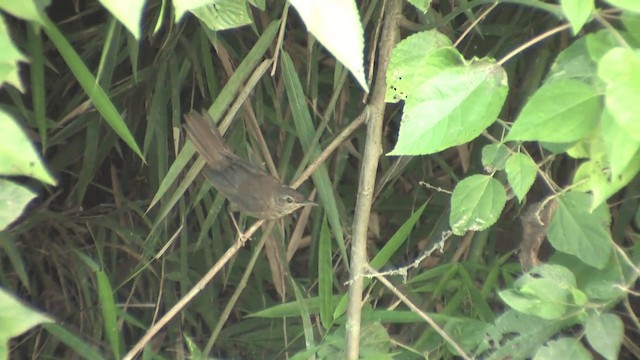 Gray's Grasshopper Warbler - ML201572451