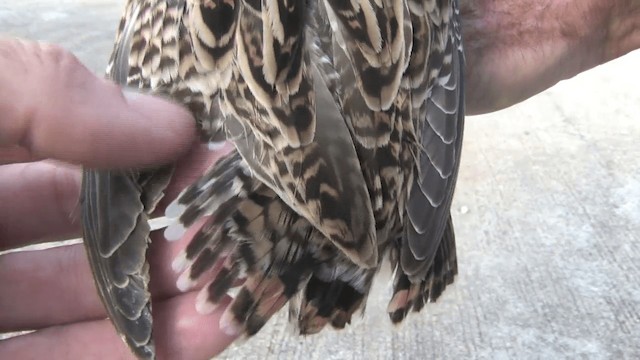 Swinhoe's Snipe - ML201572471