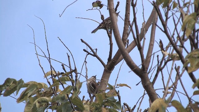 Long-billed Rhabdornis - ML201572501