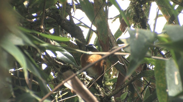 Rusty-flanked Jungle Flycatcher - ML201572511