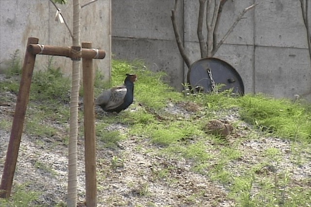 Green Pheasant - ML201572551