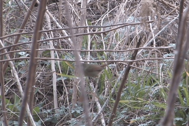 Japanese Bush Warbler - ML201572561