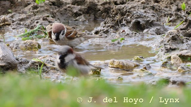 House Sparrow - ML201572661