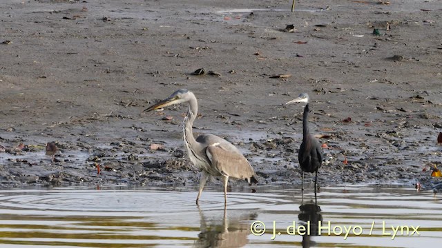 volavka popelavá (ssp. cinerea/jouyi) - ML201572701