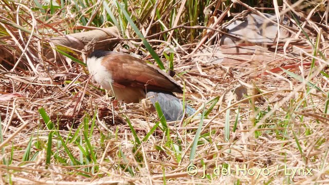 Coucal du Sénégal - ML201572771