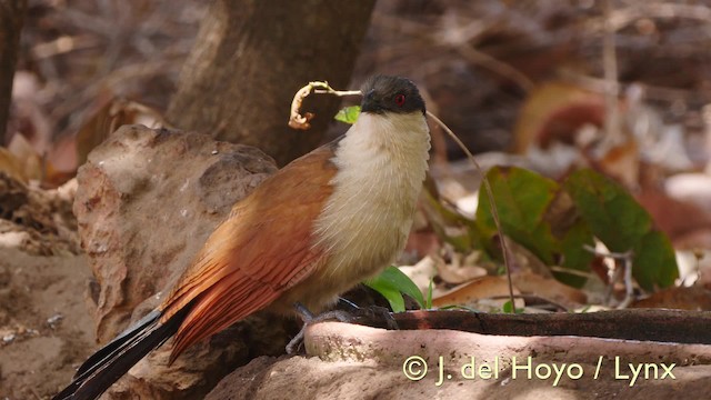 Coucal du Sénégal - ML201572781