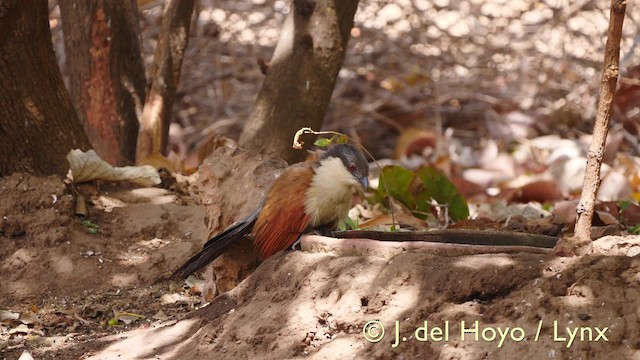 Senegal Coucal - ML201572791