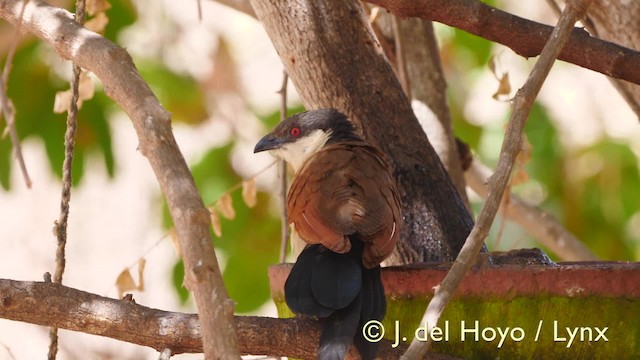 Coucal du Sénégal - ML201572801