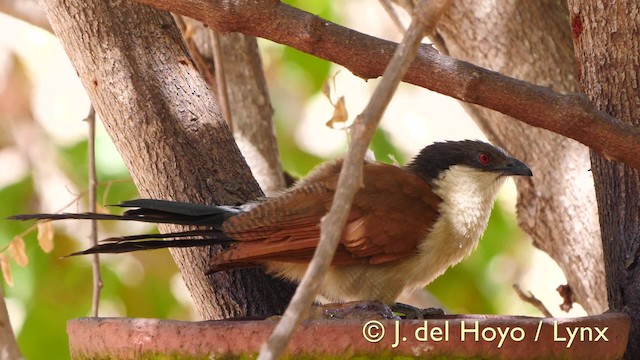 Senegal Coucal - ML201572811