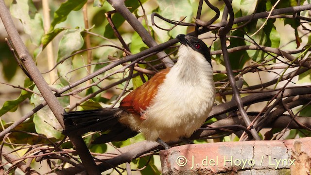 Coucal du Sénégal - ML201572821